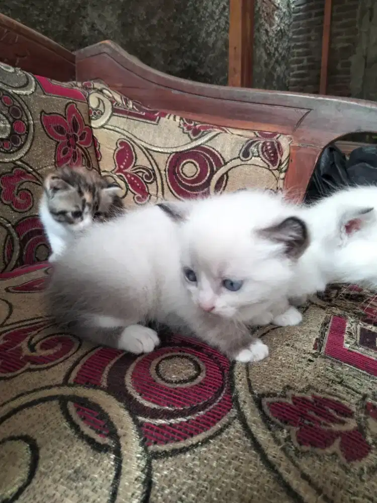 kitten cat usia 1 bulan