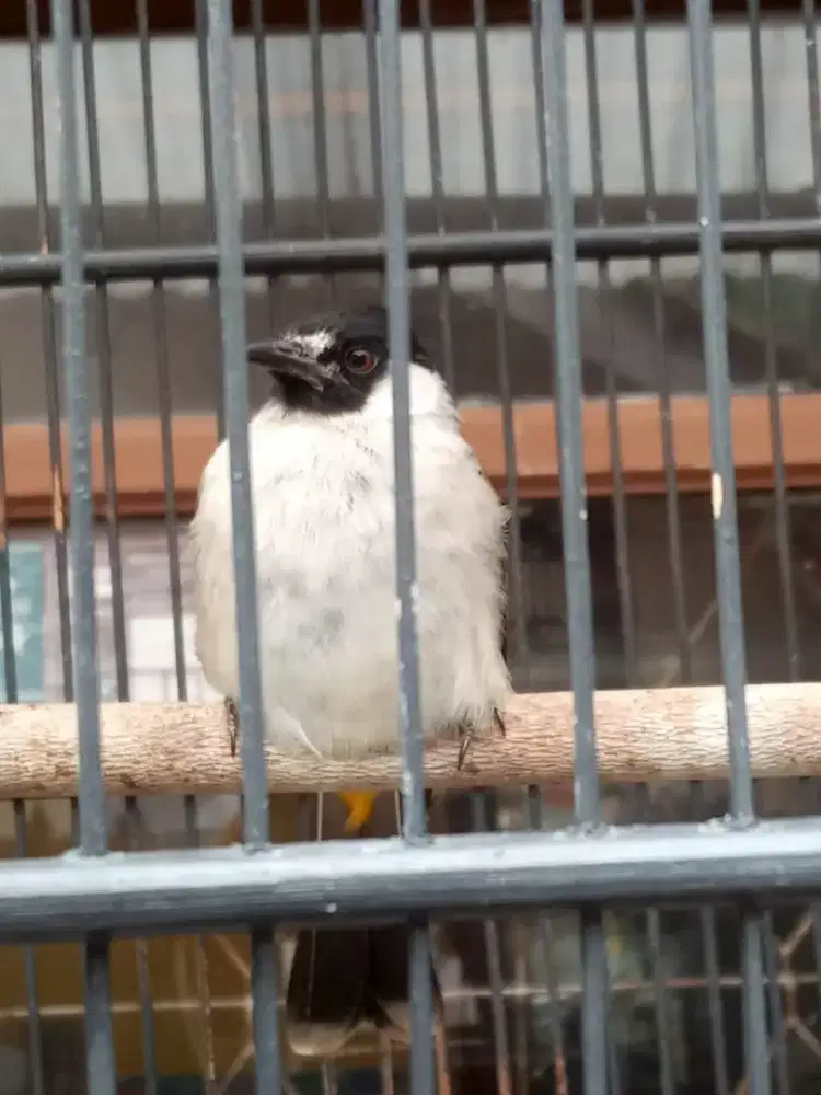 Burung Kutilang gacor jantan
