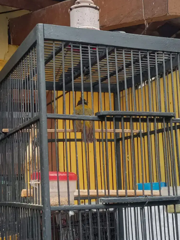 Burung Kutilang Mas