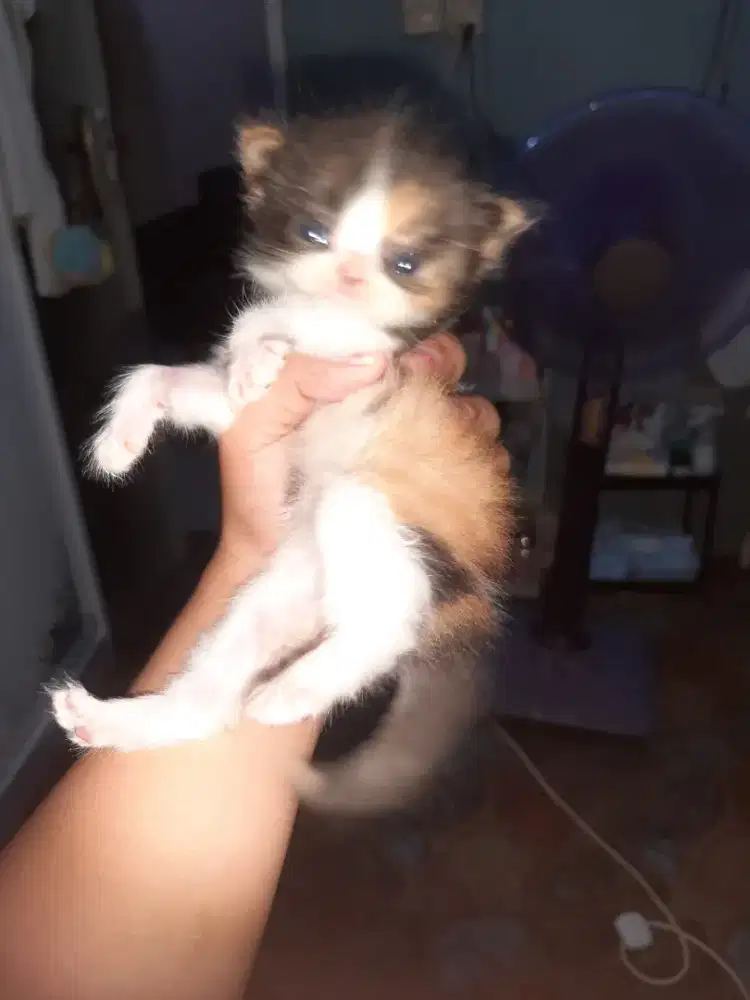 Kucing persian kitten