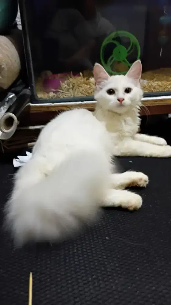 Kitten anggora putih