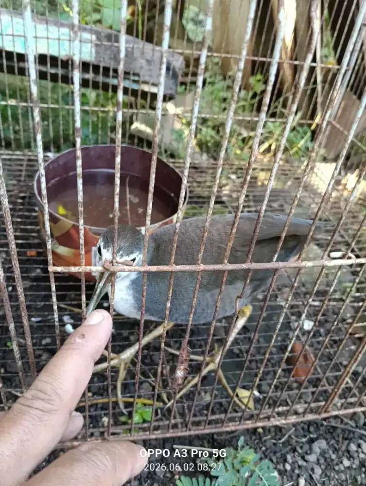 Jual burung ruwak ruwak