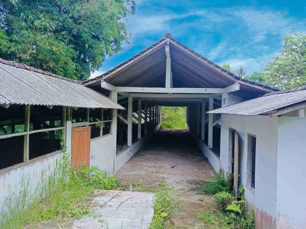 DIJUAL Murah Kandang Sapi & Bangunan nya siiap Huni untuk 60 ekor sapi