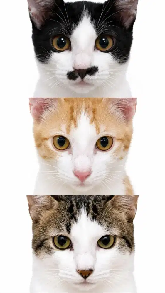 3 ANAK KUCING JANTAN SEMUA SEHAT SEMUA