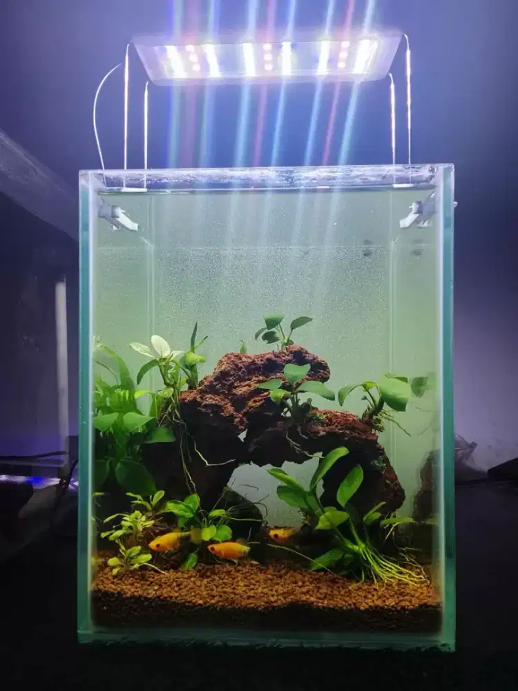 Aquascape aquarium natural