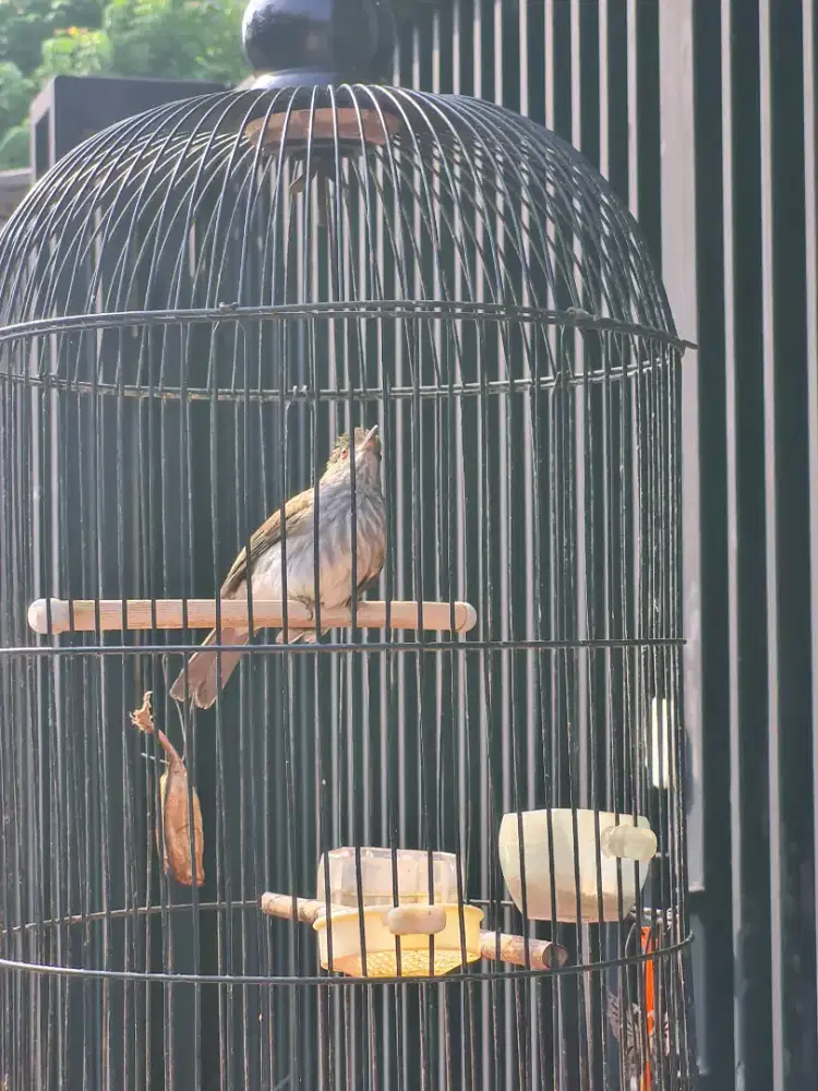 Burung Siri Siri Gacor Jual Full Set