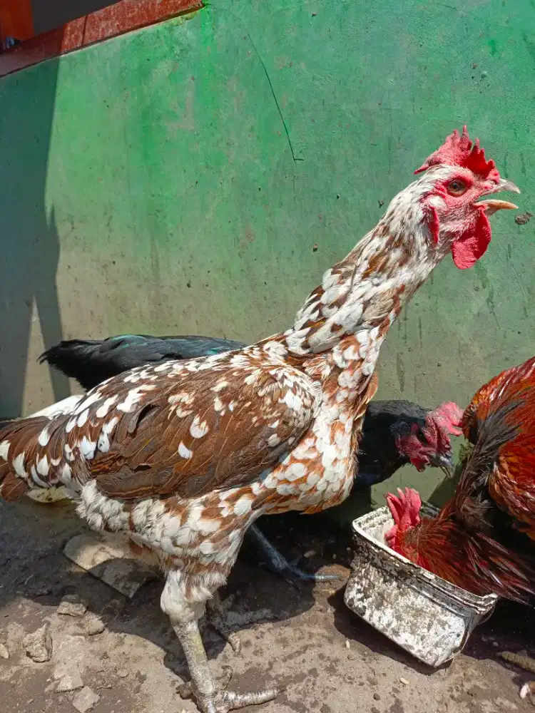 Biang Pelung Jumbo Bisa Kokok