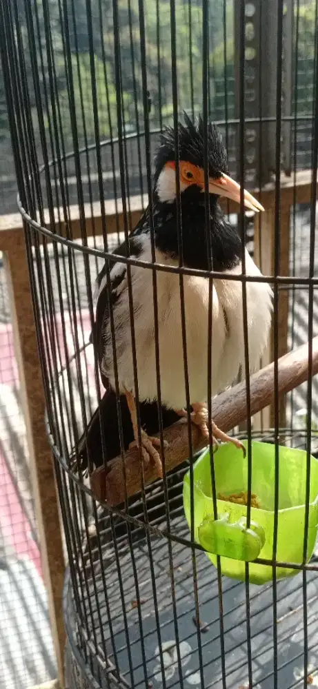 Jalak suren gacor mompa