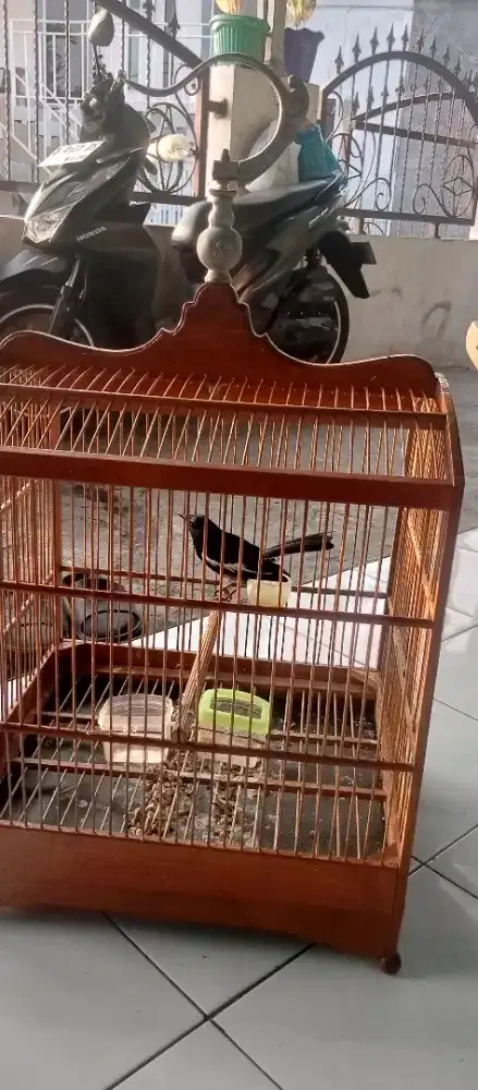 Burung Kacer. Fulset