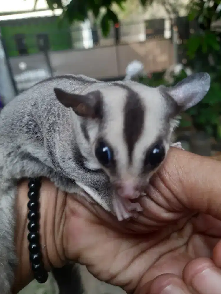 SUGAR GLIDER  MURAH JOEY CG 2 BLN JANTAN