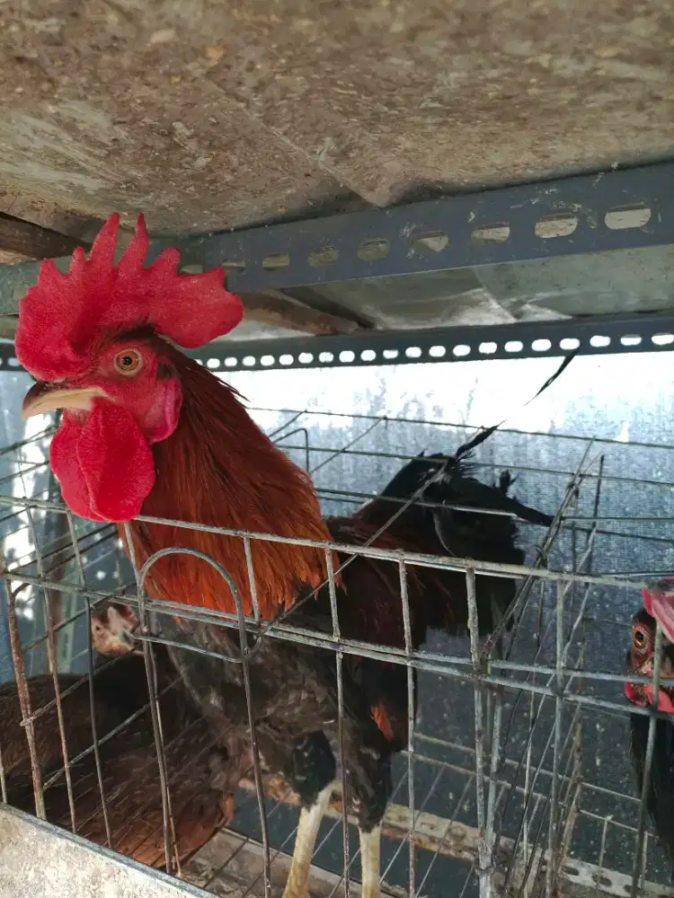 Ayam kampung muda