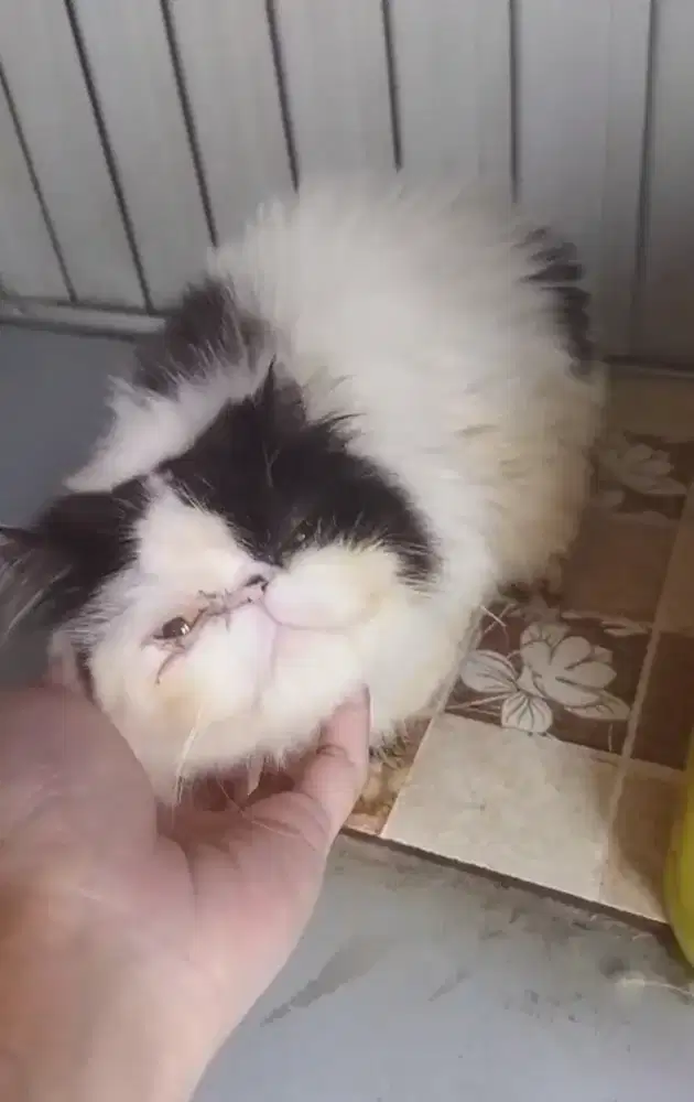 Persia peaknose proven female