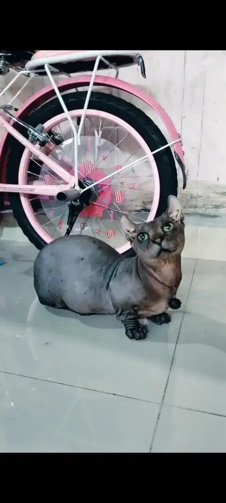 Kucing dwelf (kaki pendek)