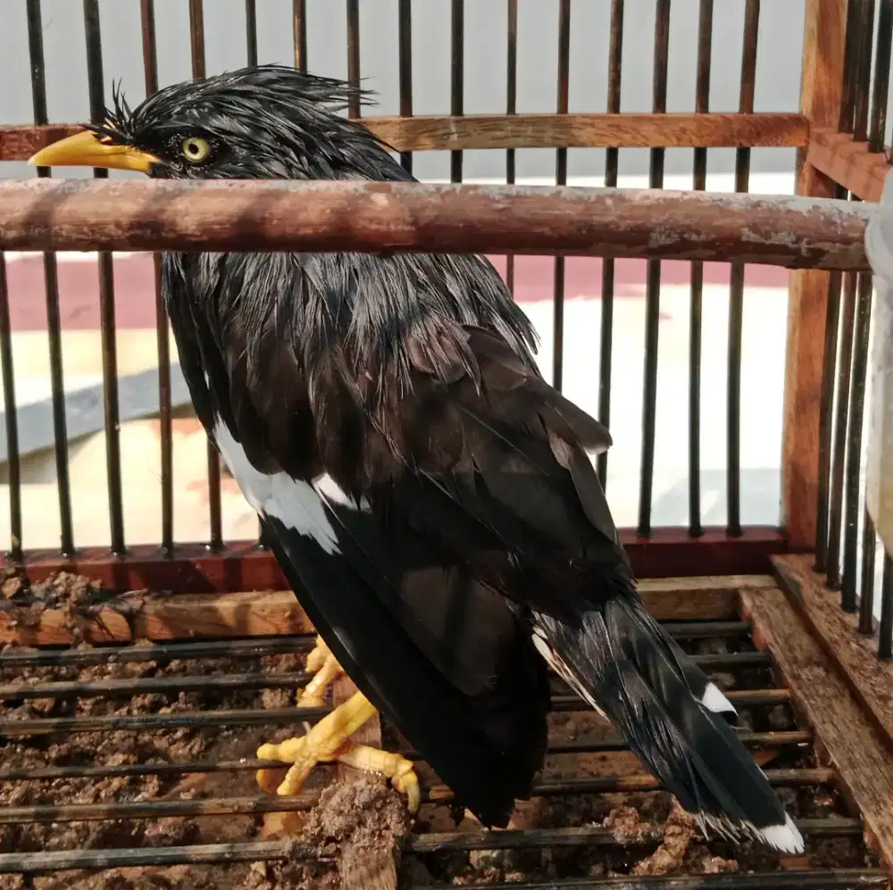 Jalak kebo rawatan