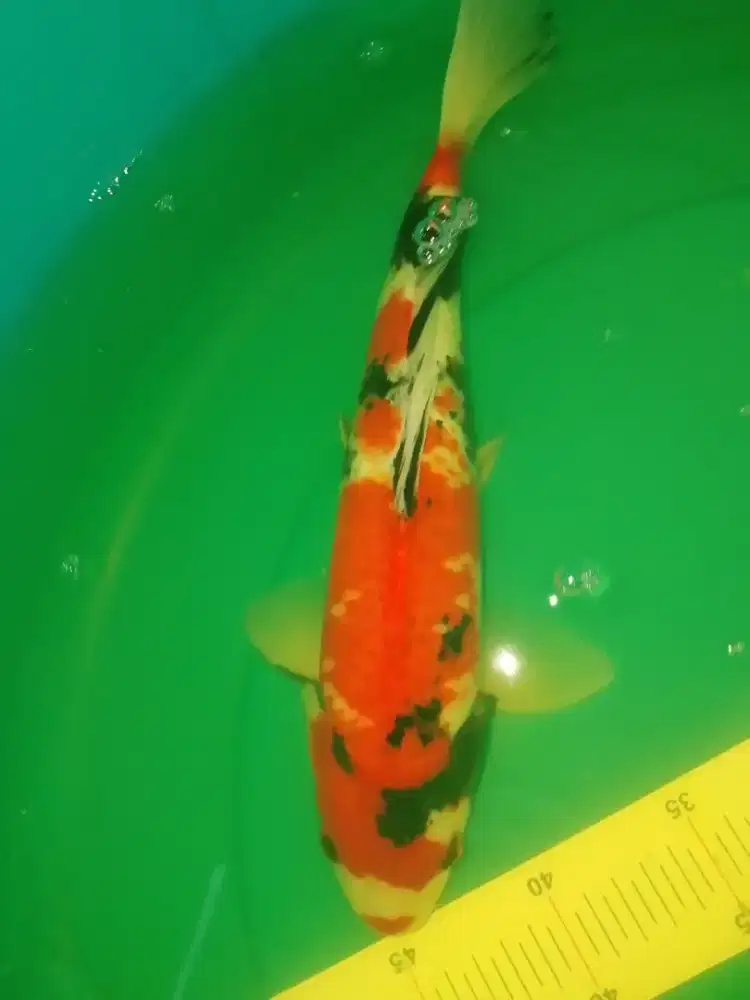 Ikan koi jenis Showa size 36cm warna strong