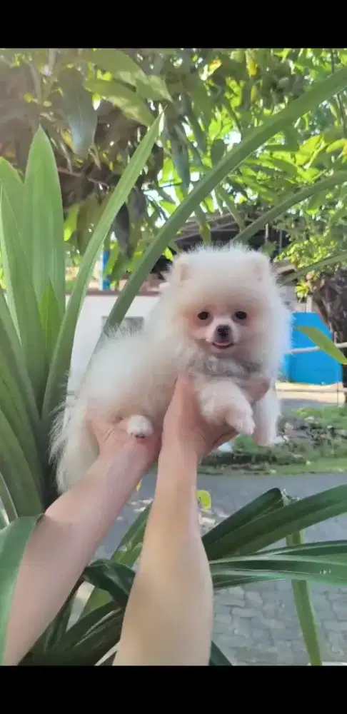 Jual Minipom Jantan Semarang