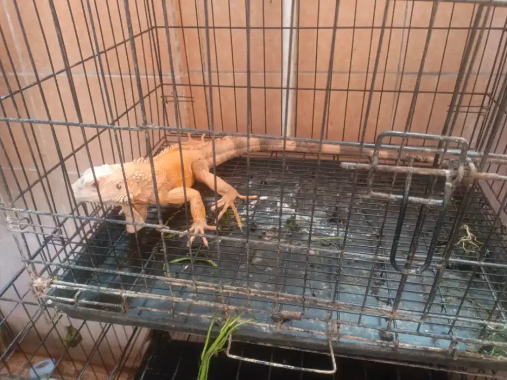 Iguana merah betina