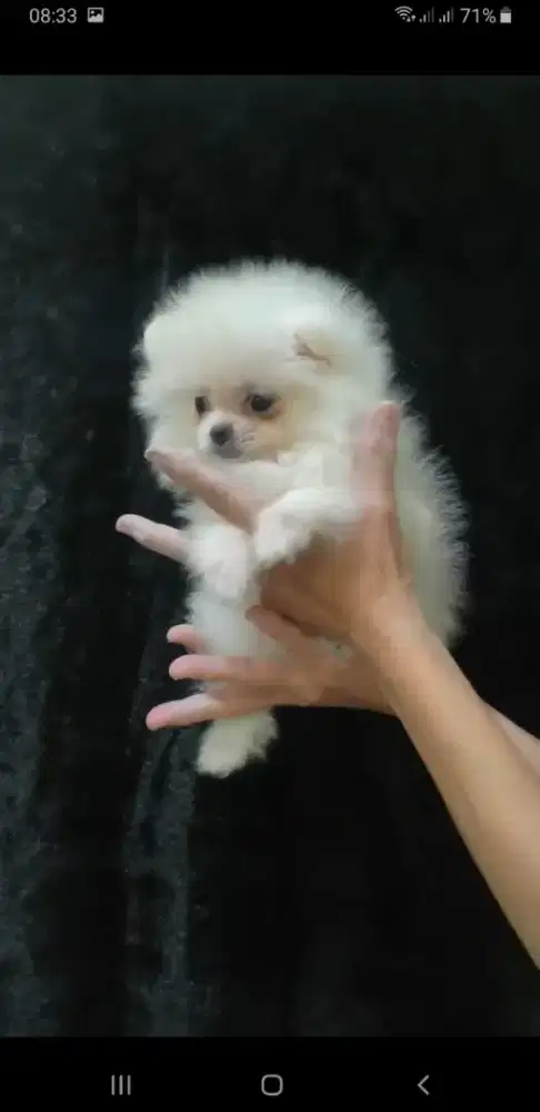 Jual Super Minipom Betina Semarang