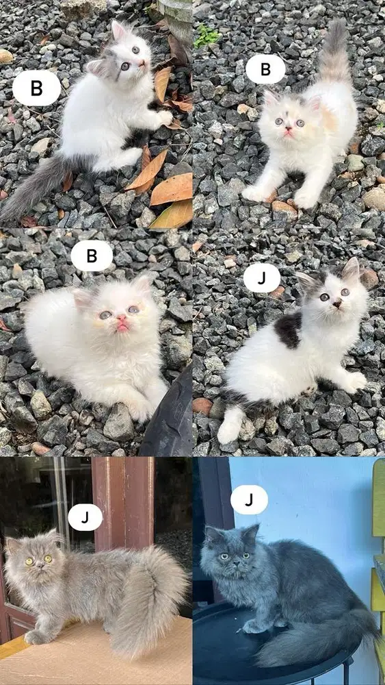 lepas adopsi kucing