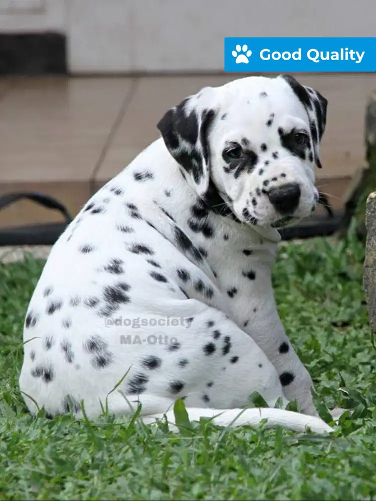 Dalmatian Puppy Jantan Quality Pet & Show