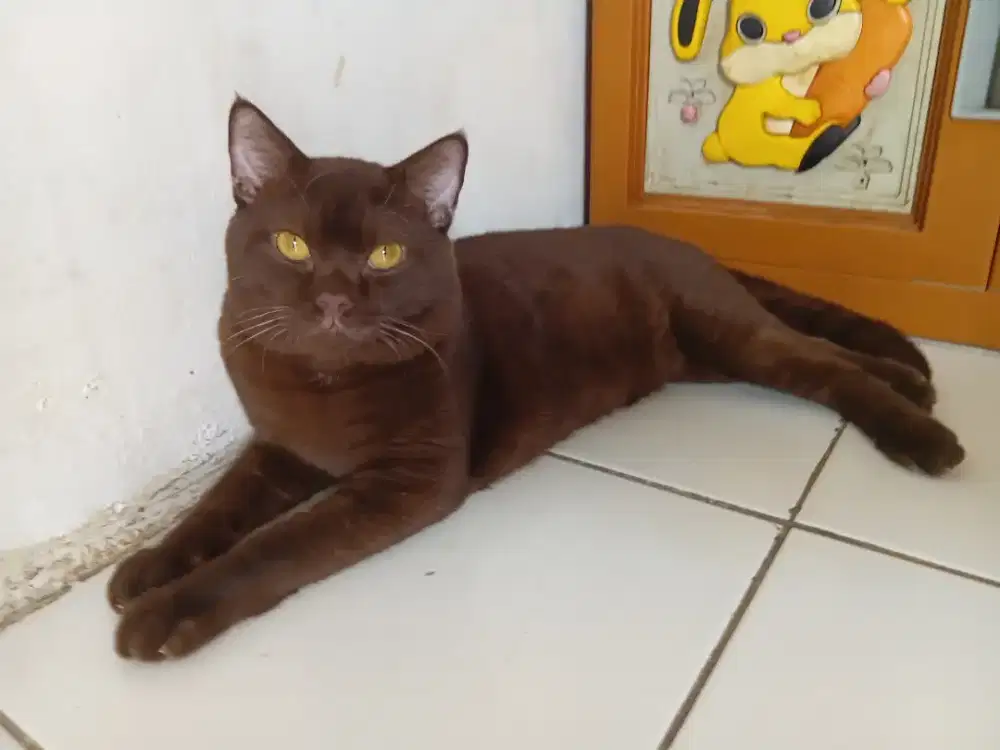 Bsh pure choco jantan usia 16bulan jago kawin