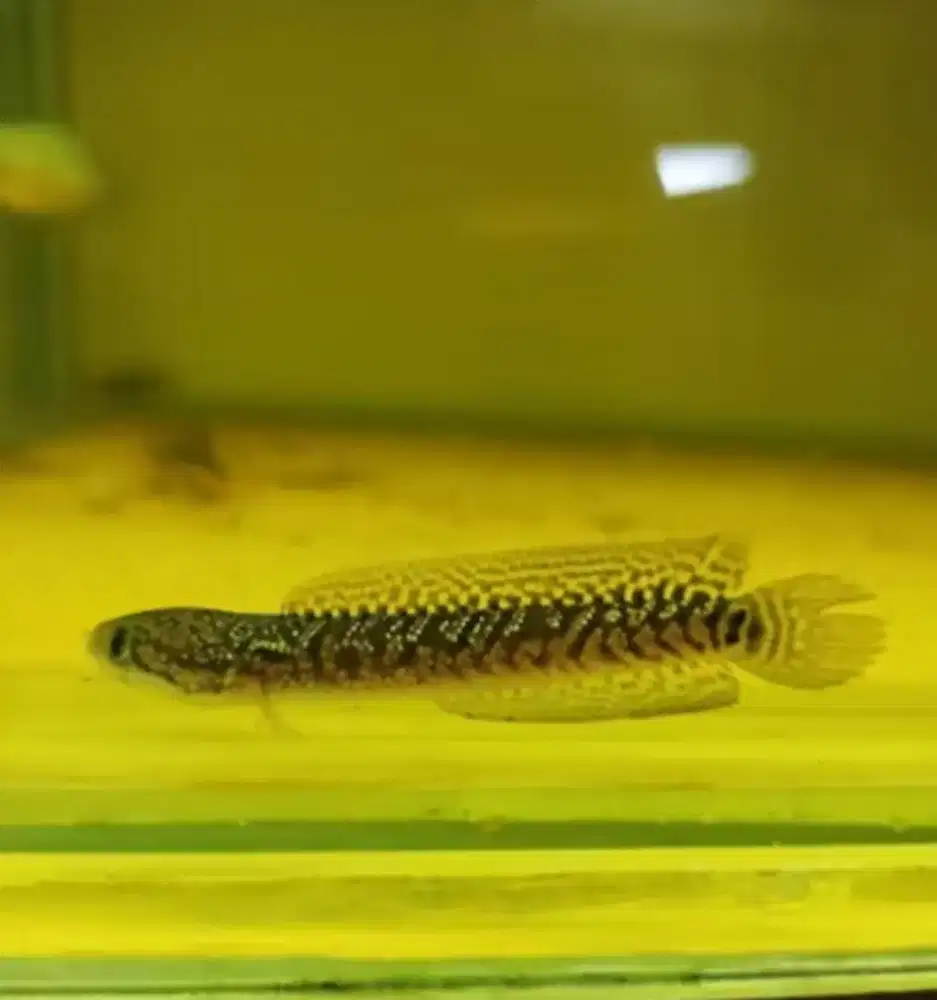 Asiatica kalimaya