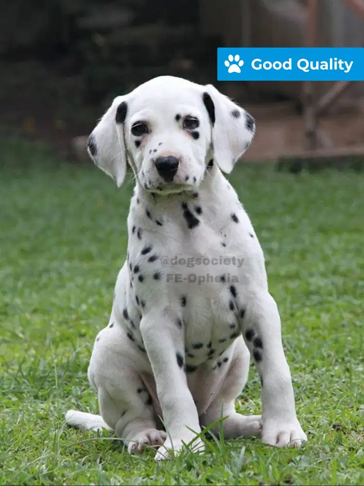 Dalmatian Betina Lucu Corak Simetris
