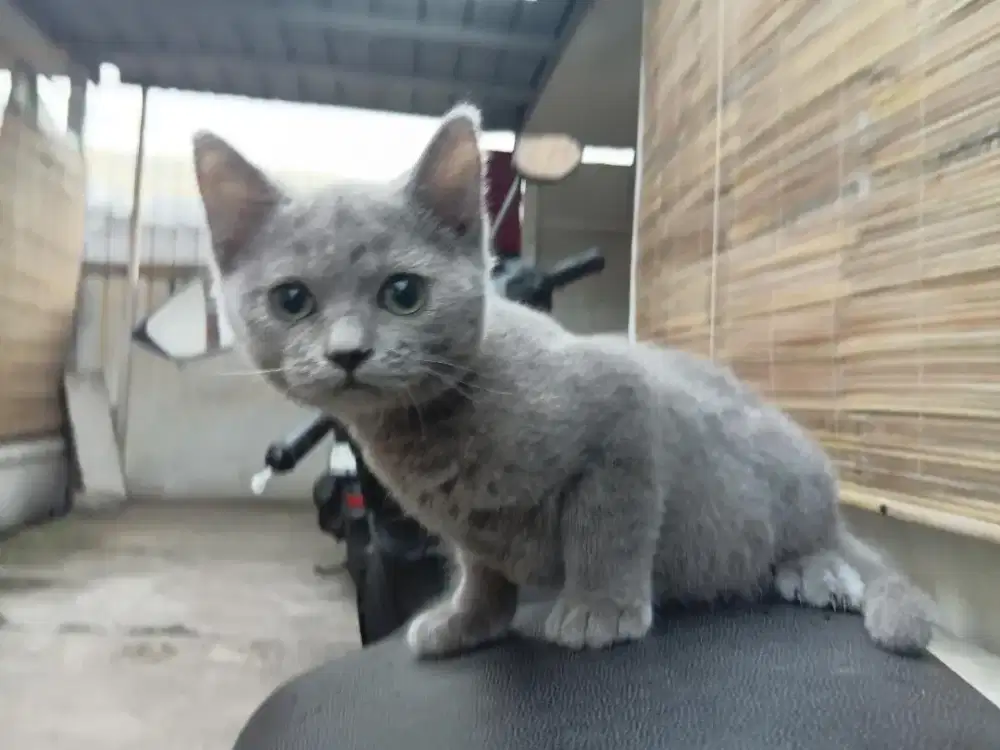 Bsh pure jantan 3bulan cakep muka bulet