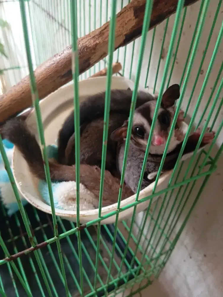 Sugar Glider Classic