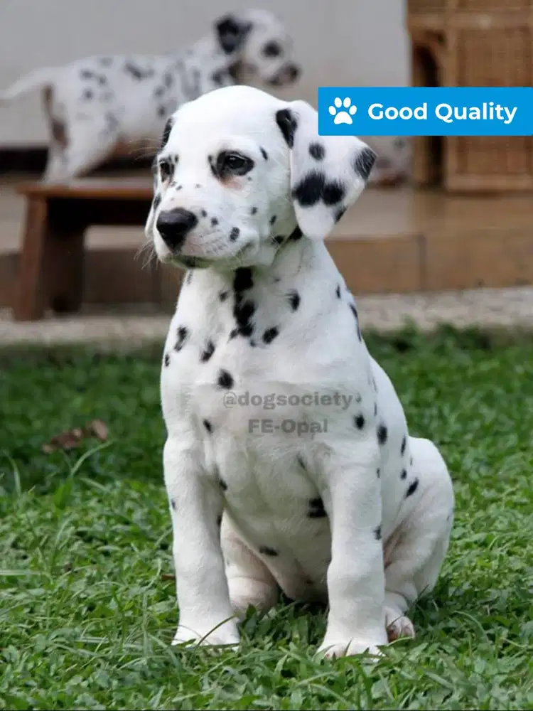 Dalmatian Puppy Pure Breed Siap Adopsi