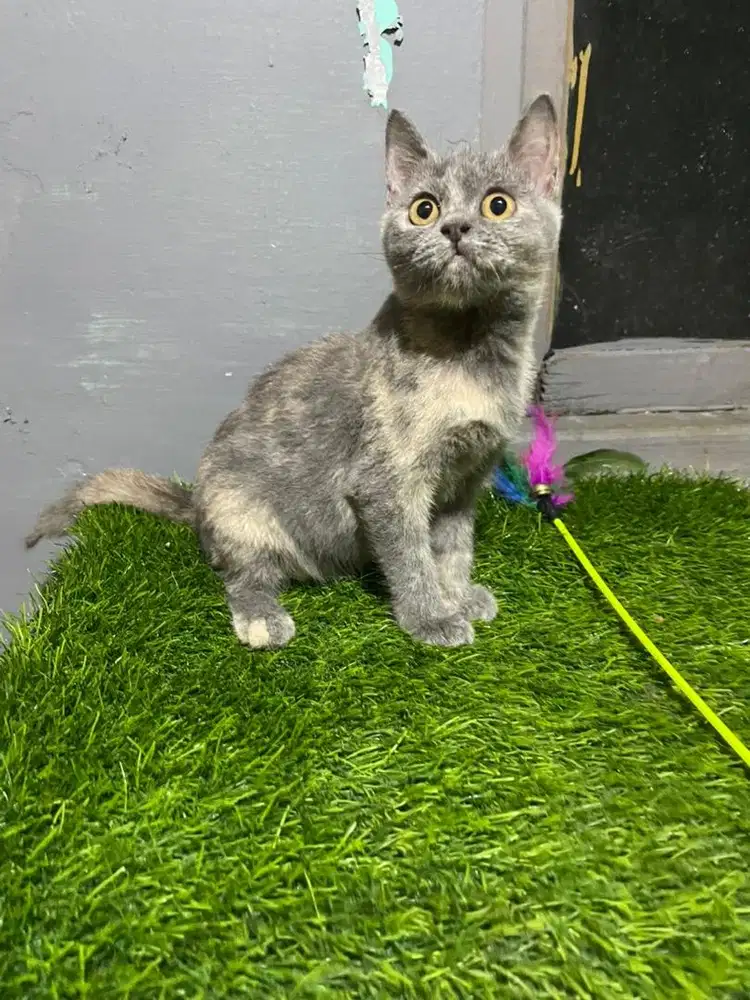 Bsh blue tortie betina