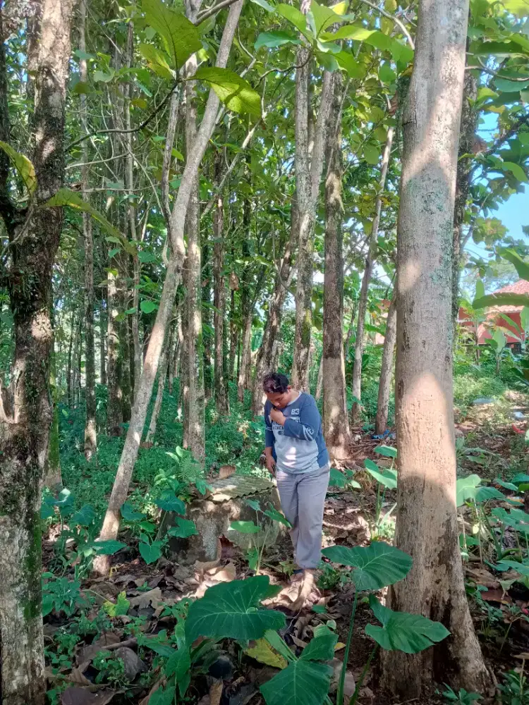 Kayu jati gelondongan