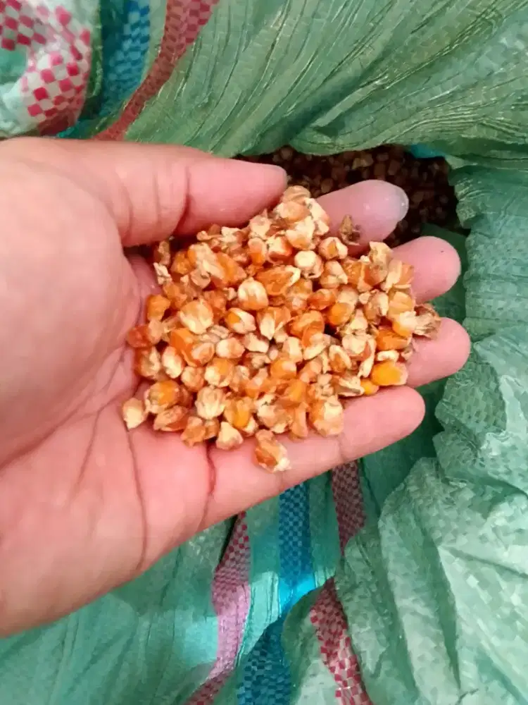 Melayani penjualan pengiriman jagung marning campuran kopi