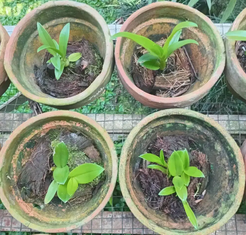 Obral seedling anggrek dendrobium