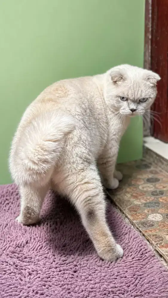 Kucing scottish fold jakarta selatan
