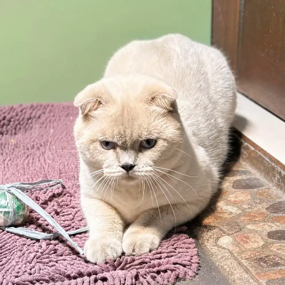 Kucing scottish fold jakarta selatan