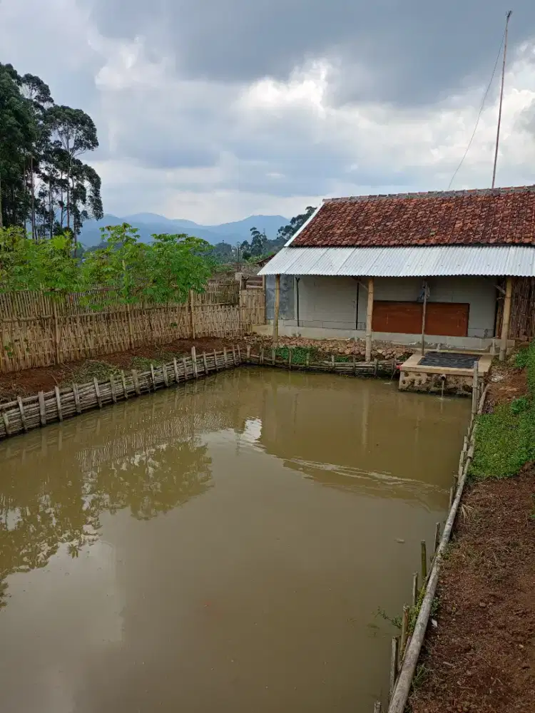 JUAL KOLAM IKAN DAN KEBUN AREA CIWIDEY