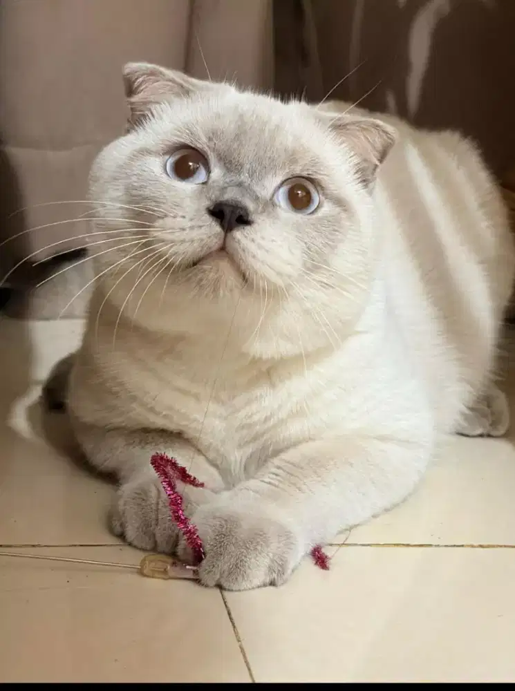 Kucing scottish fold jakarta selatan