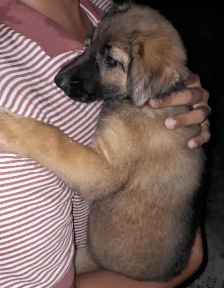 Jual Anak Anjing Lucu / Jual Anak Doggy