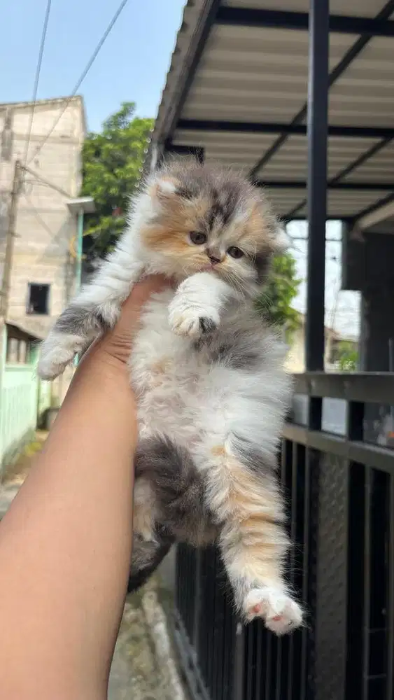 Persian Calico NS