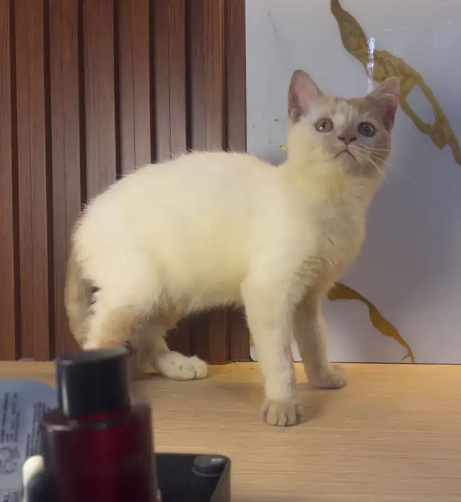 Bicolor Cream Shorthair