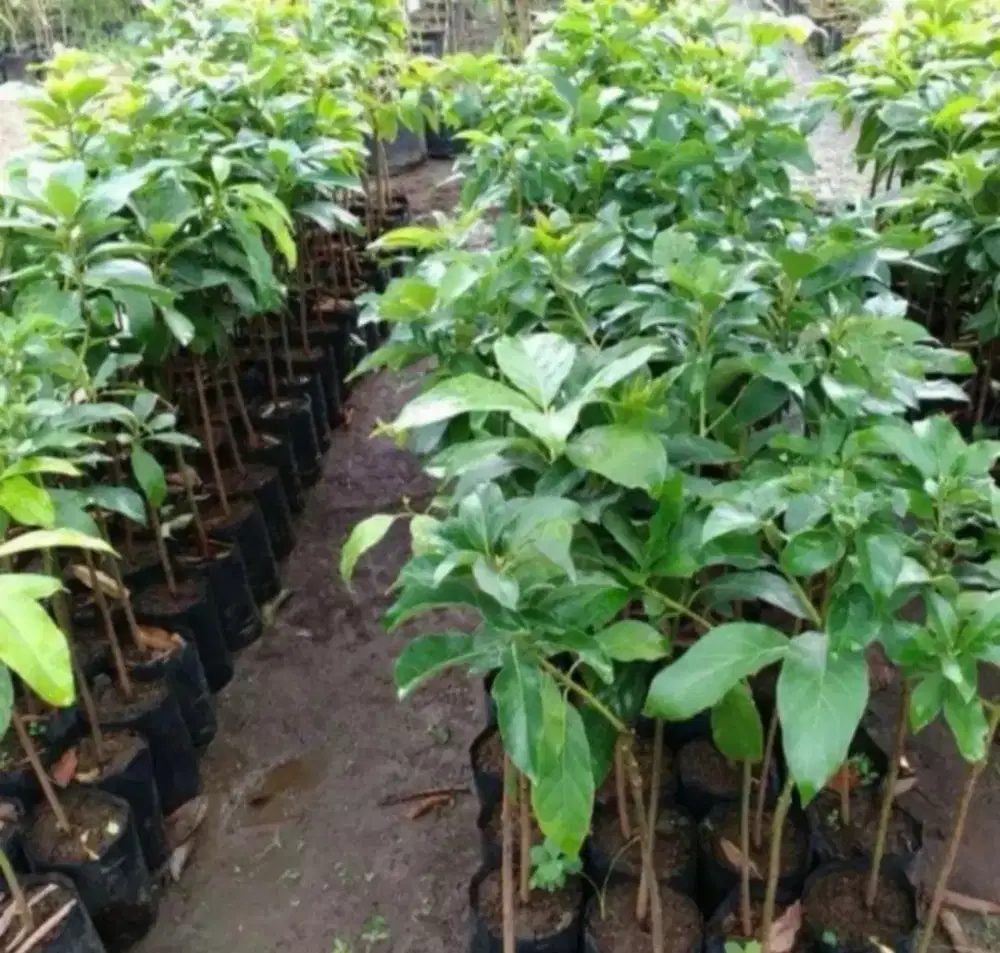Bibit Alpukat Miki Asli Cepat Berbuah