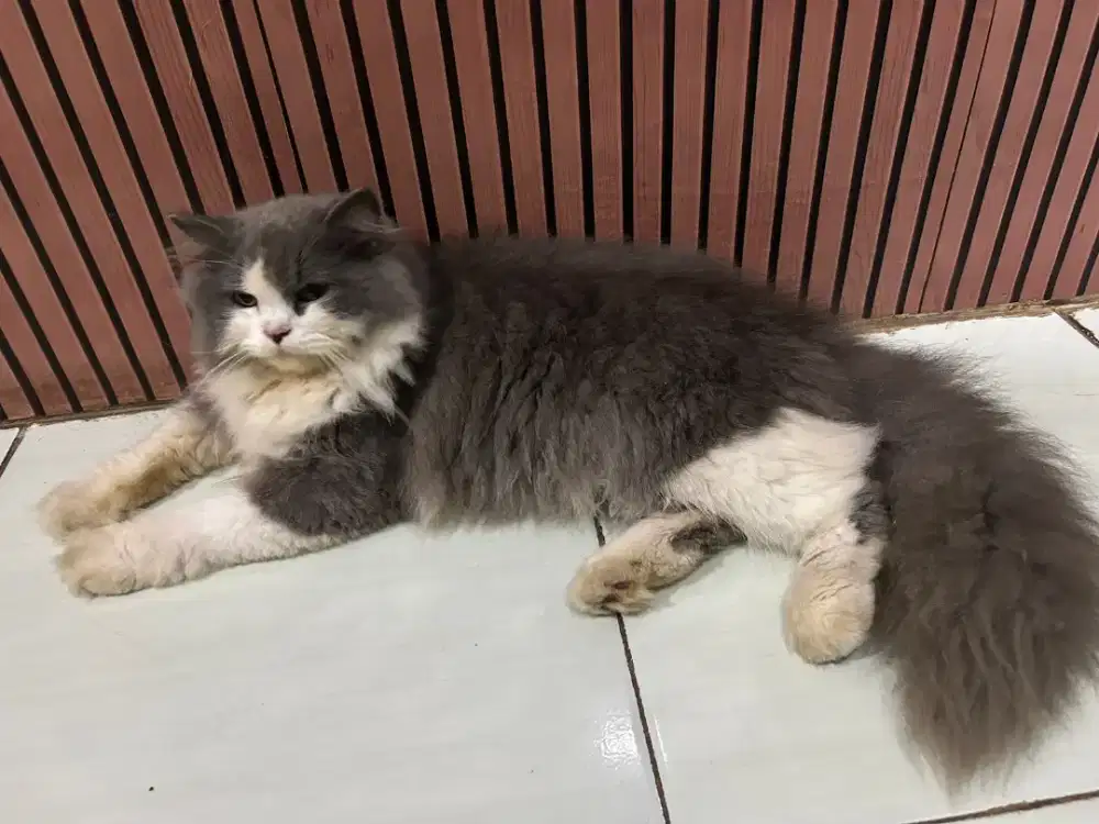 Persia jantan usia 11 bulan