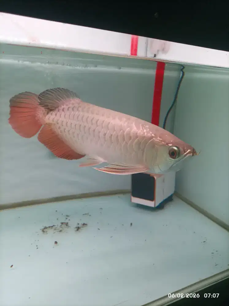 Arowana Golden Crossback