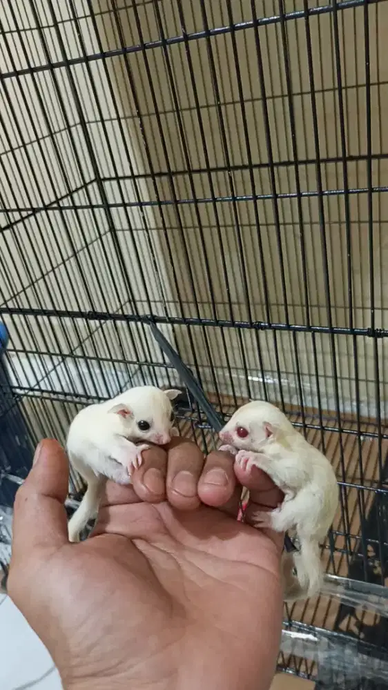 Sugar glider leucistic dan creamino jantan