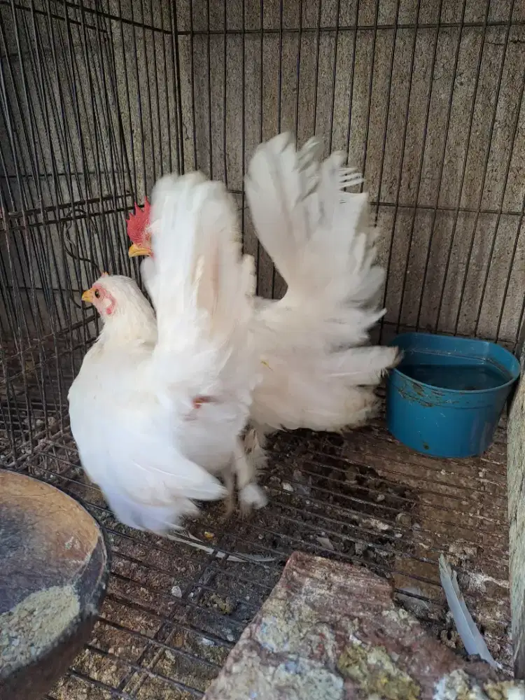 Anakan Kate Sepasang