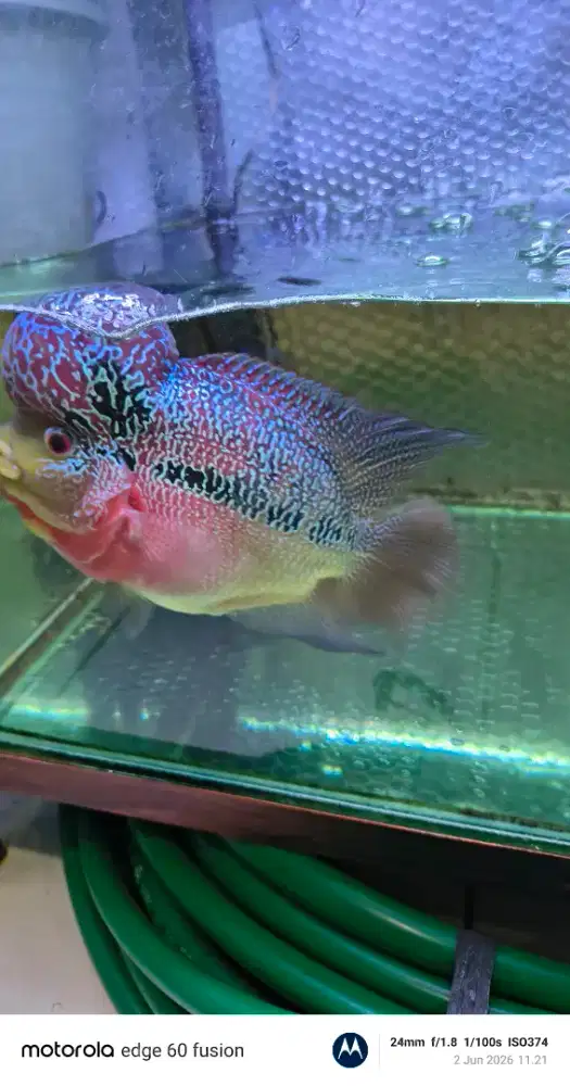 Ikan Louhan Super Red GB(jantan)