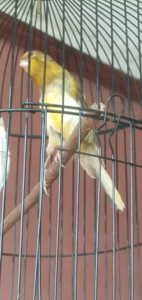 Kenari F1 paud wiksar body mewah
