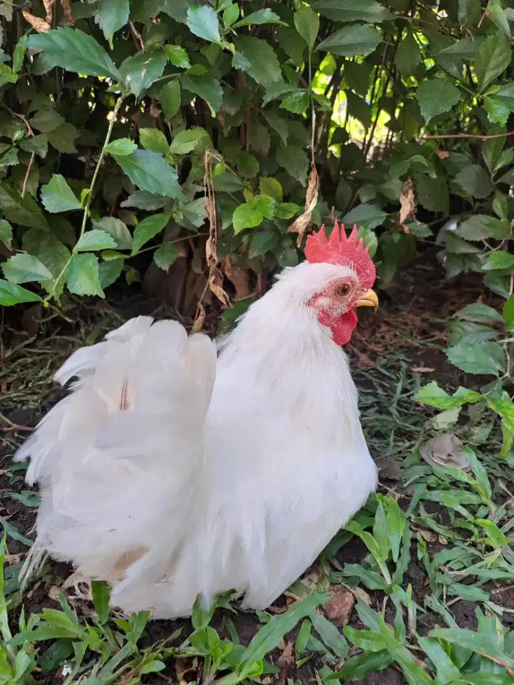 Jantan Anakan Kate