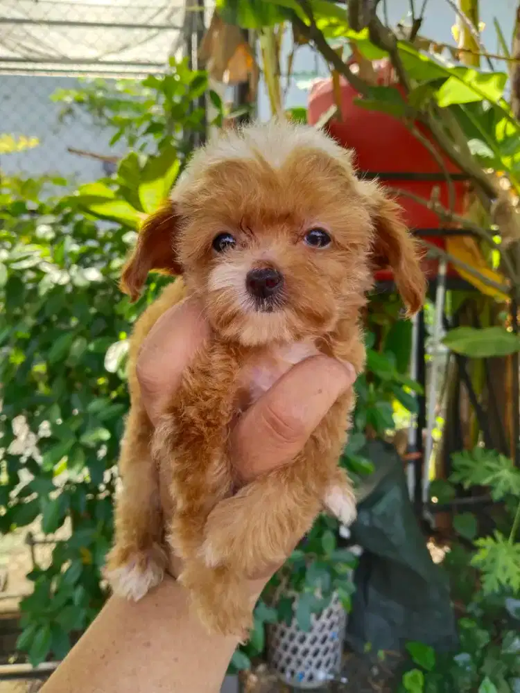 Anak anjing poddle tea cup ( kecil)